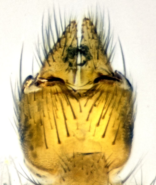 Mycetophila hetschkoi ventral
