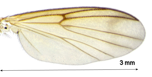 Mycetophila hetschkoi wing