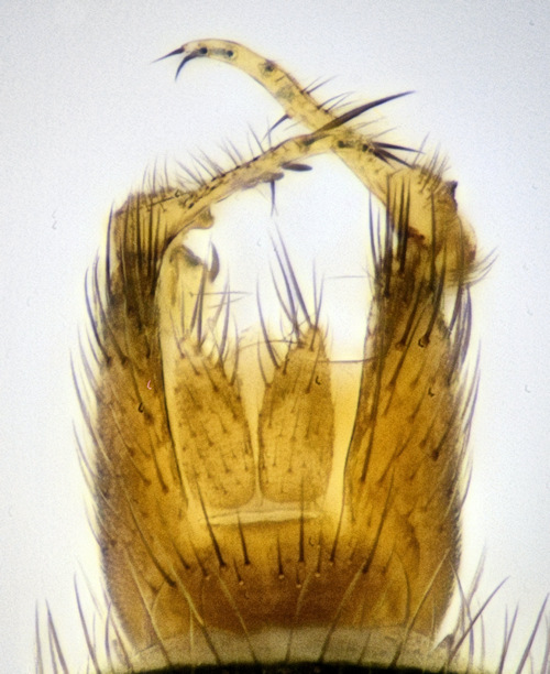Mycetophila ichneumonea dorsal