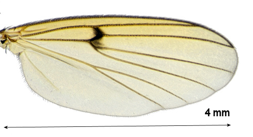 Mycetophila ichneumonea wing