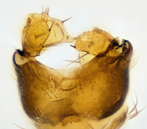 Mycetophila laeta ventral