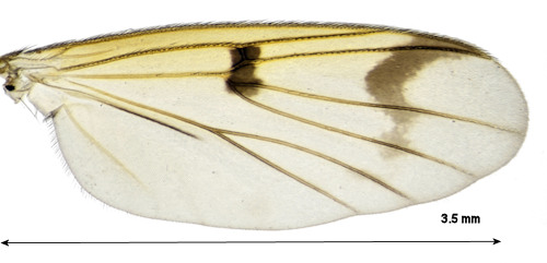 Mycetophila laeta wing