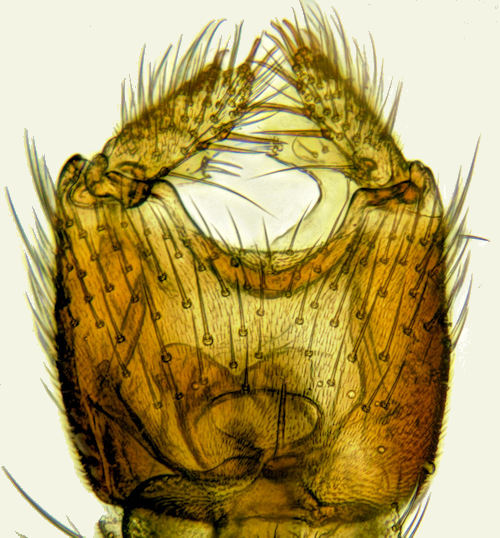 Mycetophila luctuosa ventral