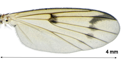 Mycetophila luctuosa wing