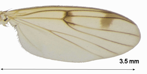 Mycetophila magnicauda wing