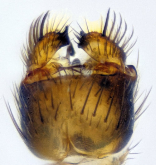 Mycetophila marginata ventral