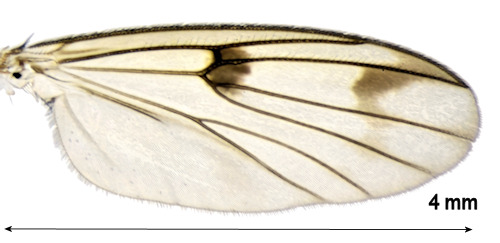 Mycetophila marginata wing