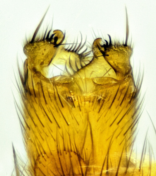 Mycetophila perpallida ventral