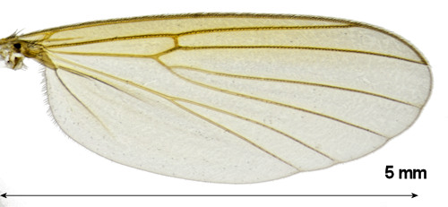 Mycetophila perpallida wing