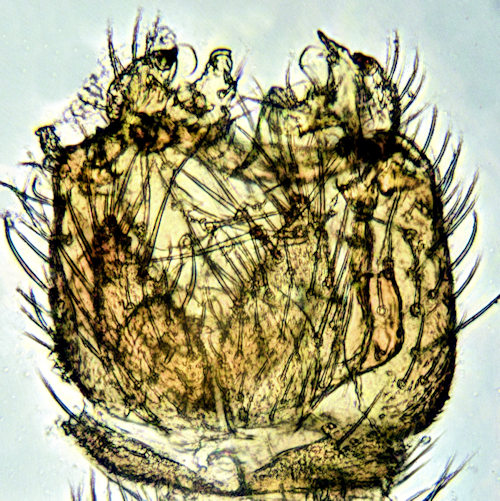 Mycetophila signatoides dorsal