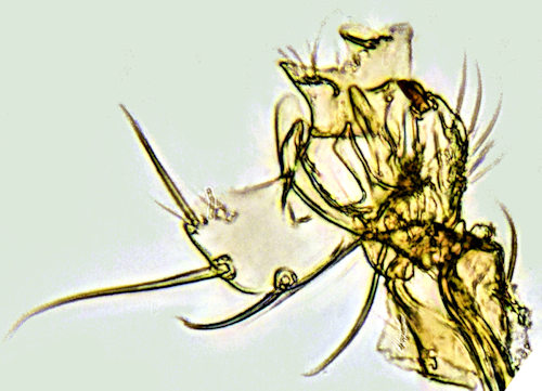 Mycetophila signatoides gonostylus