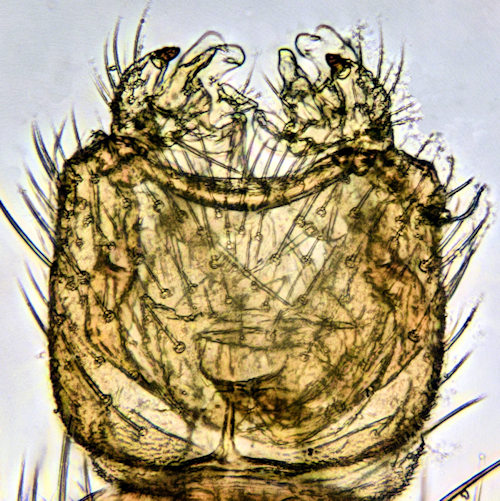 Mycetophila signatoides ventral