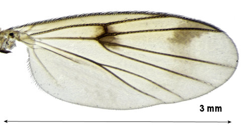 Mycetophila signatoides wing