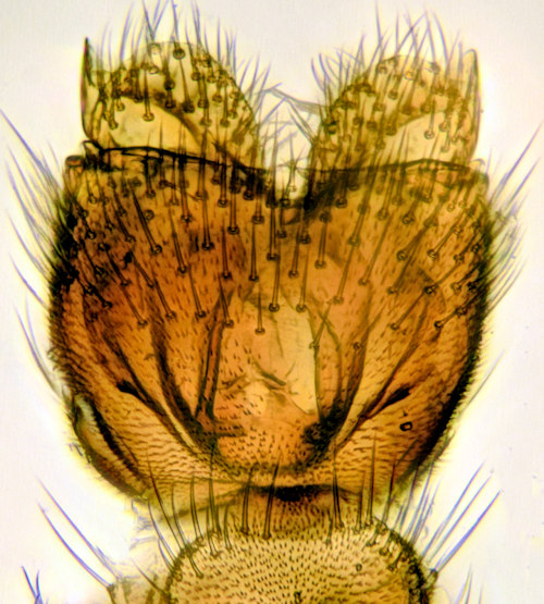Mycetophila stolida ventral
