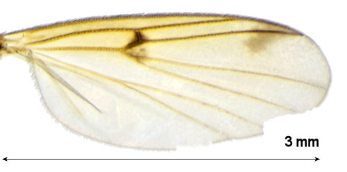 Mycetophila stolida wing