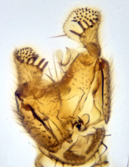 Mycetophila strigatoides dorsal
