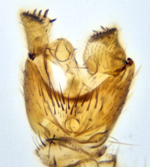 Mycetophila strigatoides ventral