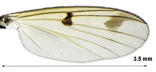 Mycetophila strigatoides wing
