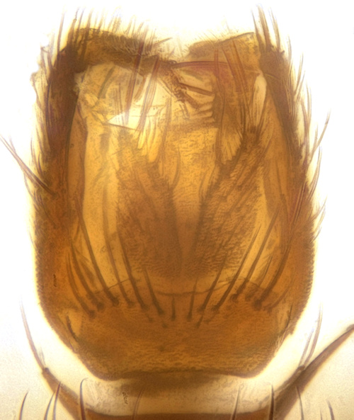 Mycetophila strobli dorsal