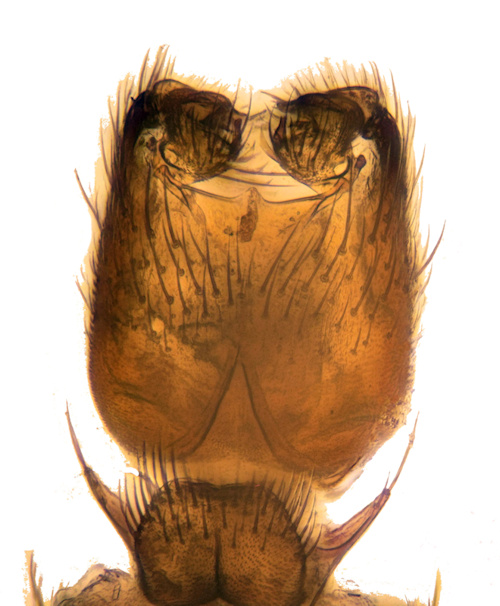 Mycetophila strobli ventral