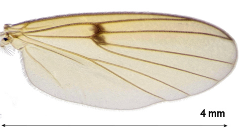 Mycetophila strobli wing