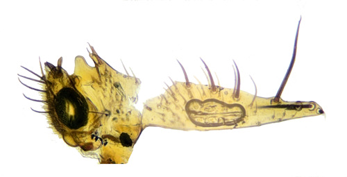 Mycetophila uninotata gonostylys
