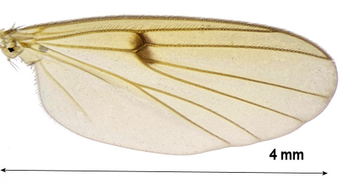 Mycetophila uninotata wing