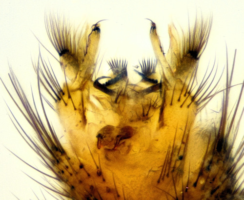 Mycomya affinis ventral