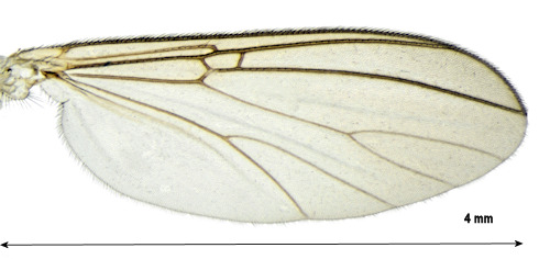 Mycomya affinis wing