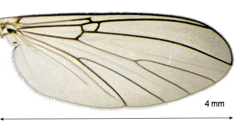 Mycomya annulata wing