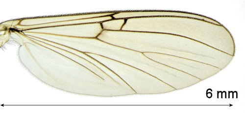 Mycomya bicolor wing