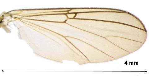 Mycomya branderi wing
