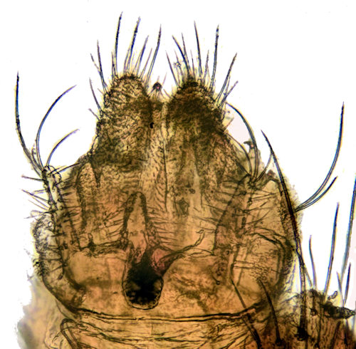 Mycomya cinerascens dorsal