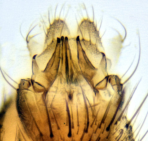 Mycomya cinerascens ventral