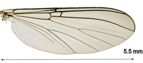 Mycomya cinerascens wing