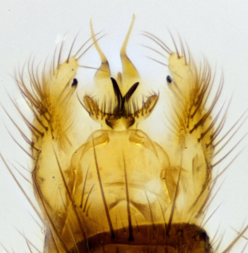 Mycomya circumdata dorsal