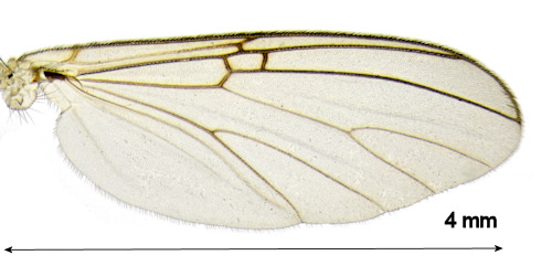 Mycomya circumdata wing