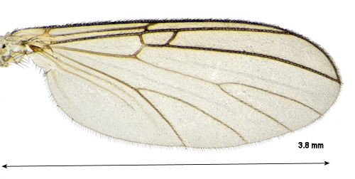 Mycomya collini wing