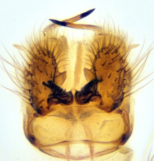 Mycomya fimbriata dorsal