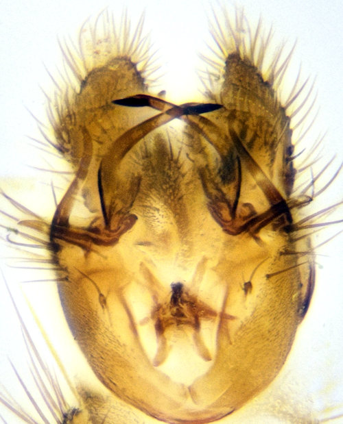 Mycomya fimbriata ventral