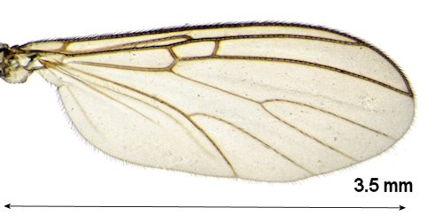 Mycomya fimbriata wing