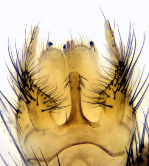 Mycomya flavicollis dorsal
