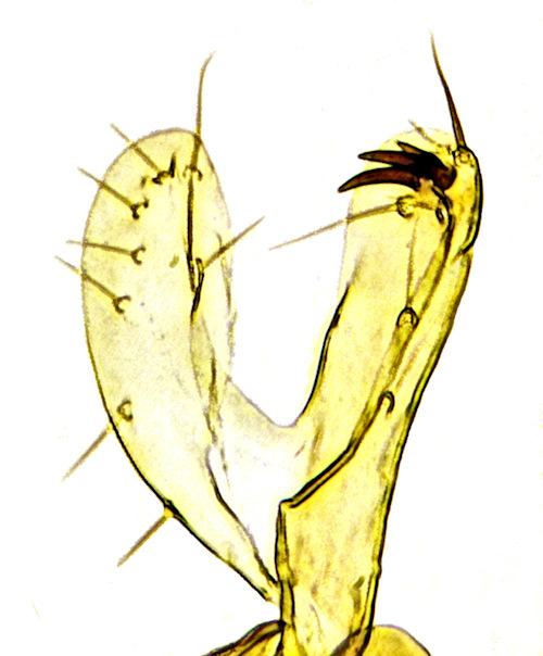 Mycomya maura gonostylus