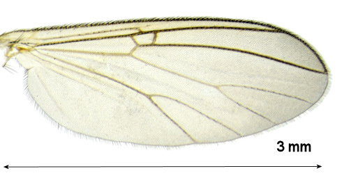 Mycomya maura wing