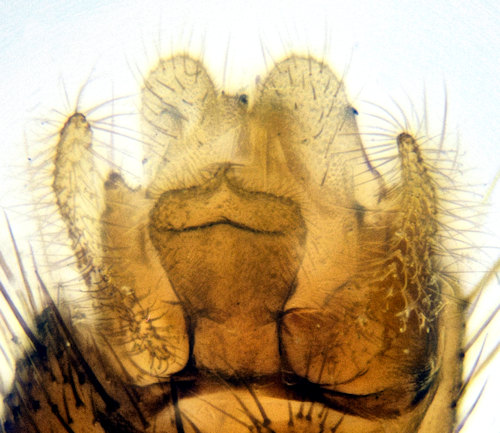 Mycomya neohyalinata dorsal