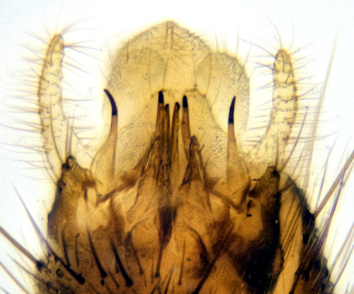 Mycomya neohyalinata ventral