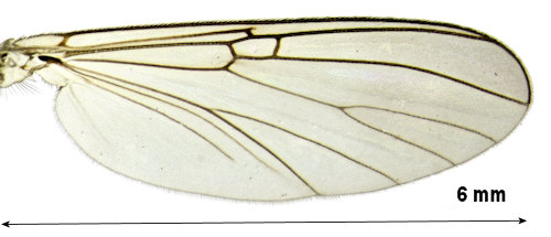 Mycomya neohyalinata wing