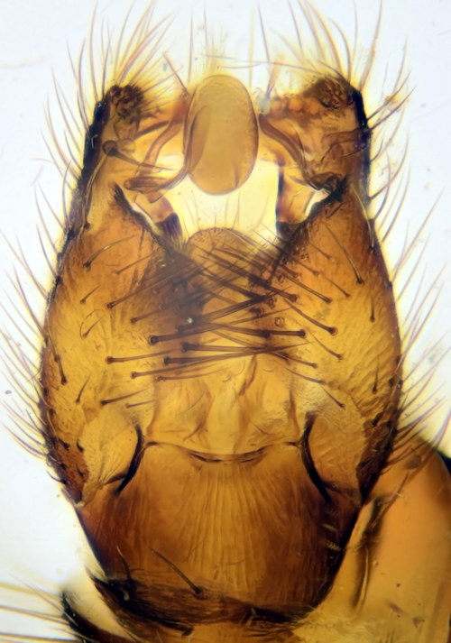 Mycomya nigricornis ventral