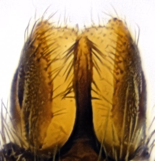 Mycomya nitida dorsal