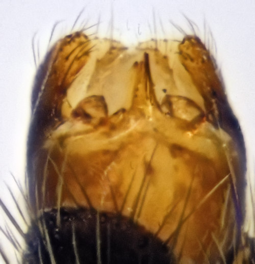 Mycomya nitida ventral